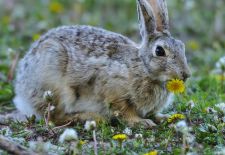 Cottontail Rabbit