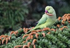 Unsere heimischen Gartenvögel - Halsbandsittich
