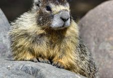 Marmots - Cute and Curious / Yellow-bellied marmot