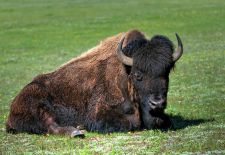 Bisons of North America - Mighty Bison Bull, Yellowstone National Park