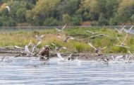 Alaska, Southwest - Katmai National Park & Preserve 09.JPG