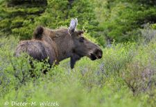 Alaskas Tierwelt - Artenvielfalt im hohen Norden - Elch.JPG