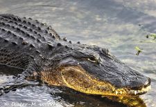 Alligatoren in Florida - Missisippi Alligator, Everglades National Park 2.JPG