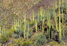 Rincon Mountain District, Tucson