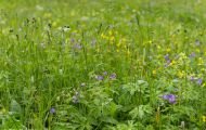 Blumenwiese 18.JPG