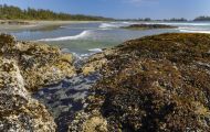 British Columbia, Vancouver Island - Tofino  McKenzie Beach 03.JPG