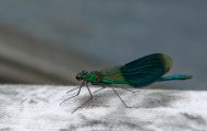 Fluginsekten, Neuflügler - Libellen  Blauflügel-Prachtlibelle 02.JPG