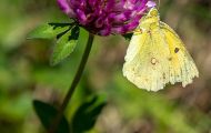 Fluginsekten, Neuflügler - Schmetterlinge Postillion_Colias crocea_Clouded Yellow 03.JPG
