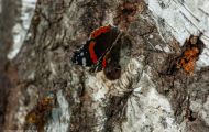 Fluginsekten, Neuflügler - Schmetterlinge Roter Admiral_Vanessa atalanta_Red Admiral 07.JPG
