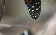 Fluginsekten, Neuflügler - Schmetterlinge Tiger Passionsfalter_Heliconius ismenius_Tiger Heliconian 03.JPG