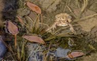 Froschlurche, Echte Froesche - Erdkroete_Bufo bufo_ Common Toad 01.JPG