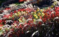 Gärten & Parks - Blumenbeete Bunte Mischung 09.JPG