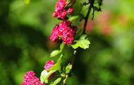 Gärten & Parks - Blumenbeete Bunte Mischung 13.JPG