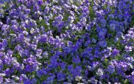 Gärten & Parks - Blumenbeete Bunte Mischung 41.JPG