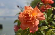 Gärten & Parks - Staudenpflanzen Rosen mit lachsfarbenen Blüten 04.JPG