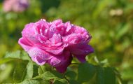 Gärten & Parks - Staudenpflanzen Rosen mit rosafarbenen Blüten 09.JPG