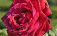 Gärten & Parks - Staudenpflanzen Rosen mit roten Blüten 09.JPG