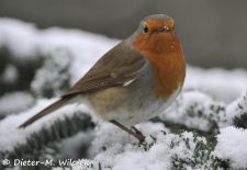 Heimische Gartenvögel - Gefiederte Freunde - Rotkehlchen.JPG