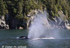 Kanadas Inside Passage - Buckelwale begleiten die Northern Adventure.JPG