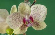 Orchidee Weiß 02.JPG
