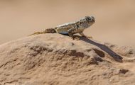 Reptilien, Echsen - Beifuß Eidechse_Sceloporus graciosus_Sagebusch Lizard 02.JPG