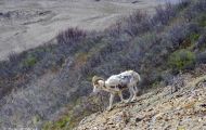 Tiere, Säugetiere - Alaska Schneeschaf 03.JPG