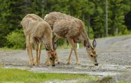 Tiere, Säugetiere - Huftiere  Maultierhirsch_Odocoileus hemionus_Mule Deer 03.JPG