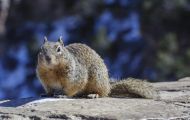 Tiere, Säugetiere - Nagetiere  Felsenziesel_Spermophilus variegatus_Rock Squirrel 04.JPG