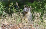 Tiere, Säugetiere - Nagetiere  Gelbbauchmurmeltier_ Marmota flaviventris_Yellow Bellied Marmot 04.JPG