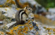 Tiere, Säugetiere - Nagetiere  Goldmantel-Ziesel_Spermophilus lateralis_Golden-mantled Ground Squirrel 01.JPG