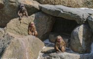 Tiere, Säugetiere - Primaten  Bärenmakak_Macaca_Macaca 03.JPG