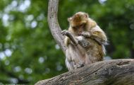 Tiere, Säugetiere - Primaten  Magot (Berberaffe)_Macaca sylvanus_Barbary Ape 06.JPG