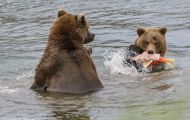 Tiere, Säugetiere - Raubtiere  Braunbär_Ursus arctos_Brown (Grizzly) Bear 13.JPG