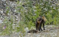 Tiere, Säugetiere - Raubtiere  Polarfuchs_Alopex lagopus_Arctic Fox 05.JPG