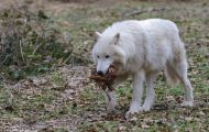 Tiere, Säugetiere - Raubtiere  Polarwolf_Canis lupus arctos_Arctic Wolfe 08.JPG