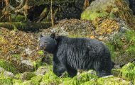 Tiere, Säugetiere - Raubtiere  Schwarzbär_Ursus americanus_ Black Bear 02.JPG