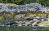 Tiere, Säugetiere - Raubtiere  Seehund_Phoca vitulina_Harbor Seal 01.JPG