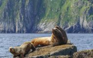 Tiere, Säugetiere - Raubtiere  Stellerscher Seelöwe_Eumetopias jubatus_ Steller's Sea Lion 03.JPG