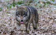 Tiere, Säugetiere - Raubtiere  Timberwolf_Canis lupus lycaon_Eastern Timber Wolf 05.JPG