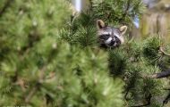 Tiere, Säugetiere - Raubtiere  Waschbär_Procyon lotor_Raccoon 14.JPG