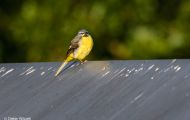 Tiere, Vögel - Sperlingsvögel Gebirgsstelze_Motacilla cinerea_Gray Wagtail 09.JPG