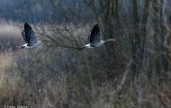 Tiere, Vögel - Gänsevögel  Graugans_Anser anser_Western Greylag Goose 19.JPG