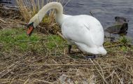 Tiere, Vögel - Gänsevögel  Höckerschwan_Cygnus olor_Mute Swan 10.JPG