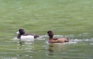 Tiere, Vögel - Gänsevögel  Reiherente_Aythya fuligula_Tufted Duck 06.JPG