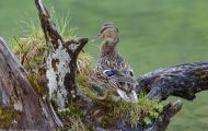 Tiere, Vögel - Gänsevögel  Stockente_Anas platyrhynchos_Mallard 10.JPG