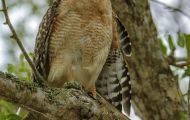 Tiere, Vögel - Greifvögel Rotschulterbussard_Buteo lineatus_Red-Shouldered Hawk 01.JPG