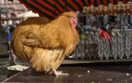 Tiere, Vögel - Hühnervögel  Haushuhn_Gallus gallus domesticus_Domestic Fowl 03.JPG