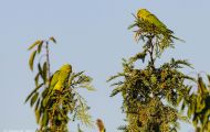 Tiere, Vögel - Papageien  Halsbandsittich_Psittacula krameri_Rose Ringed Parakeet 02.JPG