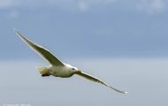 Tiere, Vögel - Regenpfeiferartige Vögel  Beringmöwe_Larus glaucescens_Glaucous-winged Gull 01.JPG