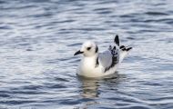 Tiere, Vögel - Regenpfeiferartige Vögel  Dreizehenmöwe_Rissa tridactyla_Black-legged Kittiwake 05.JPG